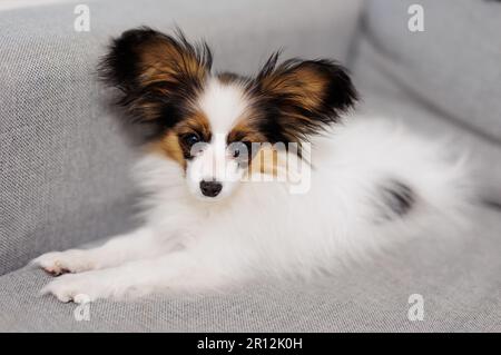 Piccolo cane carino sdraiato sul divano grigio a casa Foto Stock