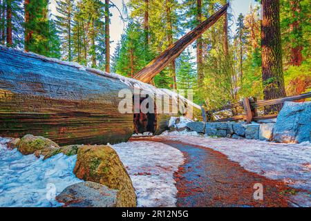 Una pittoresca strada sterrata che si snoda attraverso un meraviglioso paese invernale di alberi innevati, fornendo un'atmosfera serena per le esplorazioni all'aperto Foto Stock