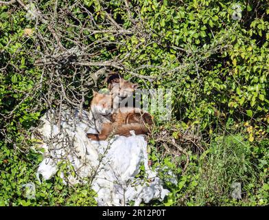 Un cucciolo di volpe urbana dona alla madre un po' d'amore. Un ambiente urbano a Devonport, Plymouth. Foto Stock