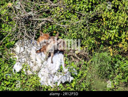 Una volpe urbana goditi un po' di sole primaverile con un cucciolo. Un ambiente urbano a Devonport, Plymouth. Foto Stock