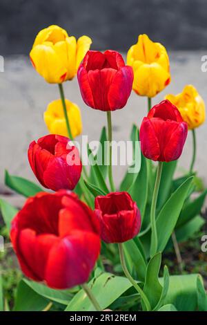 tulipani rossi e gialli. Tulipani colorati di colore giallo e rosso crescono con foglie verdi sulla trama. Foto Stock