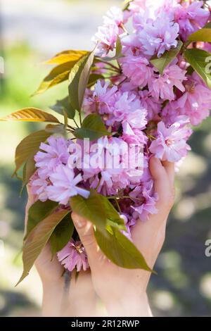 La mano della donna tocca i rami fiorenti dell'albero di sakura. Primo piano. Foto Stock