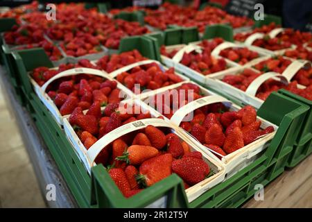 Bottrop, Germania. 11th maggio, 2023. Le fragole si trovano in un negozio di fattoria. Le prime fragole sono mature. Per diverse settimane, vengono offerte le prime frutta. Queste fragole provengono da coltivazioni protette in tunnel di foil o serre. Credit: Federico Gambarini/dpa/Alamy Live News Foto Stock