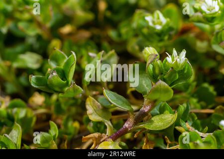 In primavera, Stellaria media cresce in natura. Una pianta erbacea che spesso cresce nei giardini come un erbaccia. Piccoli fiori bianchi su steli verdi carnosi. Foto Stock