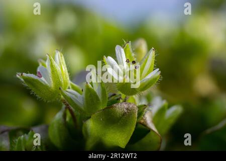 In primavera, Stellaria media cresce in natura. Una pianta erbacea che spesso cresce nei giardini come un erbaccia. Piccoli fiori bianchi su steli verdi carnosi. Foto Stock