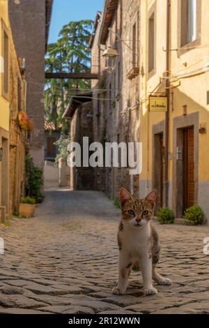 Un gatto di strada nel mezzo di una strada acciottolata, guardando direttamente la macchina fotografica. Viterbo, Italia. Foto Stock