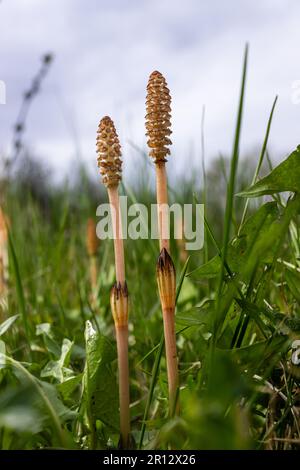 Messa a fuoco selettiva. Un tiro spore-cuscinetto del cavallo Equisetum arvense. Spikelet di cavallo di campo in primavera. Coni controversi di h Foto Stock