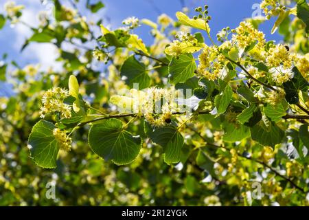 Linden fiori su un albero. Primo piano della fioritura del tiglio. Albero di tiglio in fiore nella foresta estiva. Foto Stock