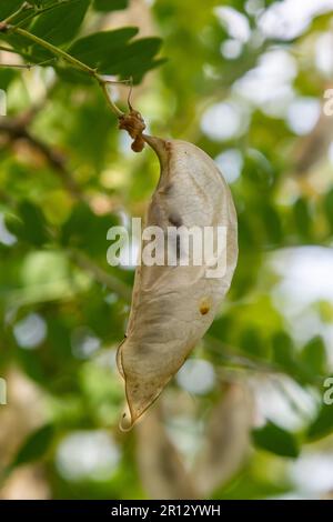 Arborescens Colutea. Piante ornamentali da giardino. Semi su germogli. Foto Stock