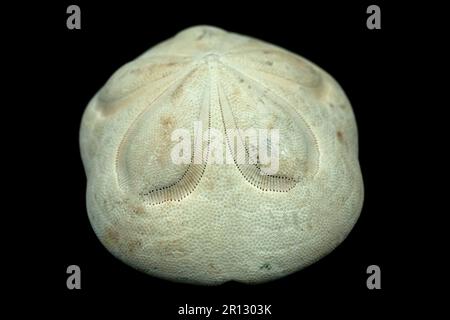 Sea Biscuit, noto anche come Sea cookie, dollaro di sabbia e ricci di mare, isolato su sfondo nero, ad alto contrasto Foto Stock