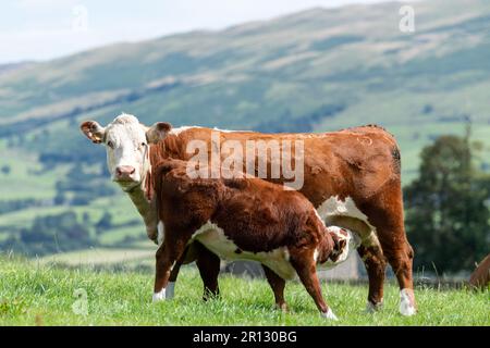 Hereford vitello succhia dalla sua madre in un pascolo montano sul bordo del Howgill Fells in Cumbria, Regno Unito. Foto Stock