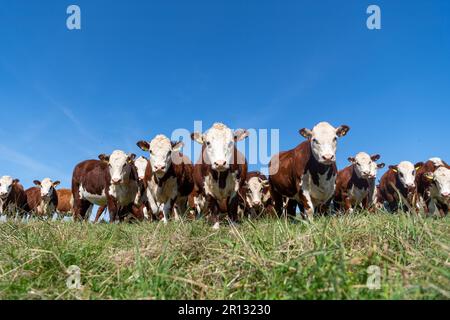 Mandria di pedigree Hereford bovini su altopiano pascoli terra, Cumbria, Regno Unito. Foto Stock