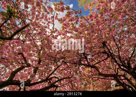 Elgin Town Moray Scotland Cooper Park una profusione di Cherry Blossom Prunus in primavera Foto Stock