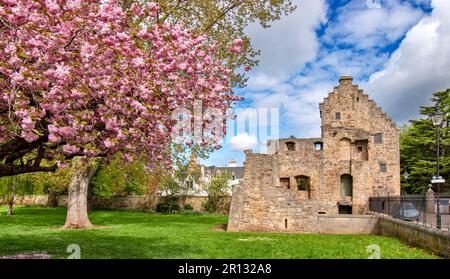 Elgin Town Moray Scotland Cooper Park profuse fiore rosa di un albero di ciliegio Prunus in primavera e la Bishops House Foto Stock