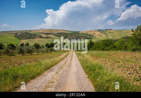 Paesaggio lungo la via Francigena tra Ponte d'Arbia e San Quirico d'Orcia, regione Toscana nel centro Italia - Europa Foto Stock