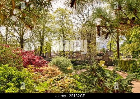 Elgin Town Moray Scozia la Torre della Cattedrale e gli alberi in foglia in primavera nel Giardino Biblico Foto Stock