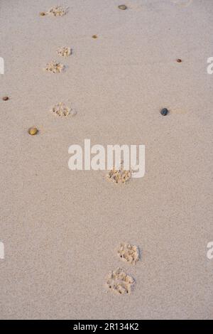 Impronte dei cani sulla sabbia gialla bagnata alla luce del sole, il giorno d'estate, le orme degli animali nella sabbia. Camminare da soli sulla spiaggia. Tracce di sabbia Foto Stock