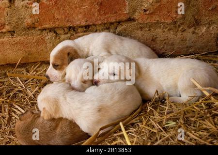 I cuccioli di pochi giorni si sentono sonnolenti Foto Stock