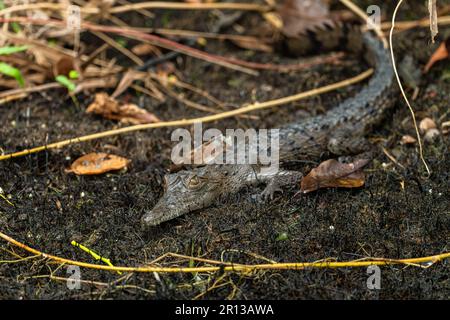 Coccodrillo americano - Crocodylus acutus, grande coccodrillo in via di estinzione dalle acque del nuovo mondo, Gamboa, Panama. Foto Stock