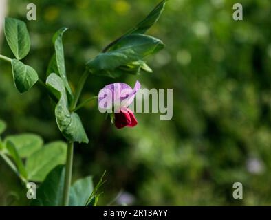 Questo fiore assomiglia ad una farfalla sulla pianta ma questa è la pianta del pisello del campo Foto Stock