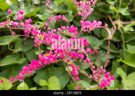 Superriduttore messicano, chiamato anche Antigonon leptopus, vite di corallo, corona della regina, Coralita, fiore di bush dell'ape Foto Stock