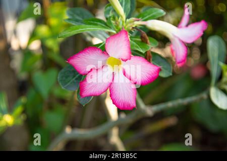 Adenium obesum fiori fiorire su foglie verdi primo piano bel fiore Foto Stock