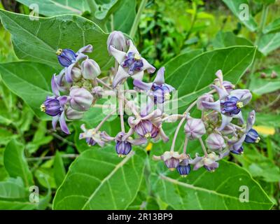 Thistle Flowers, Calotropis gigantea, fiore di corona viola, alghe di latte indiane Foto Stock