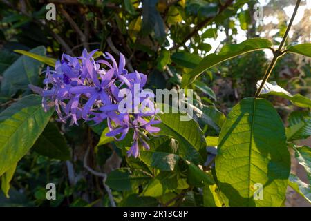 Mazzo di fiori viola di vite di carta vetrata, Queens Wreath, Petrea volubilis Foto Stock