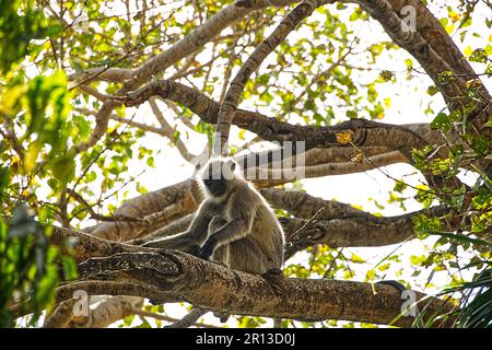 Macaco seduto sui tronchi d'albero in un'area pubblica Foto Stock