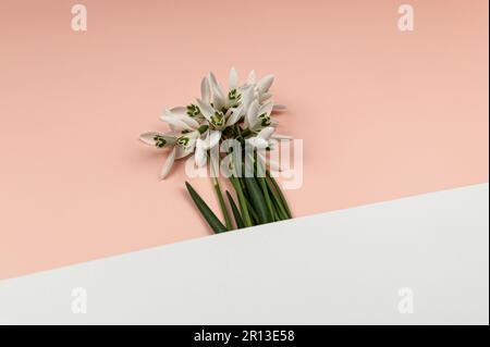 Vista dall'alto di gocce di neve bianche su sfondo rosa. Fiori di primavera creativa piatto, spazio copia. Foto Stock