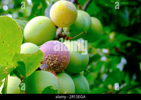 Malattia dell'albero di susina. clasterosporiasi, coccomicosi, marsoniosi su frutti di prugne e foglie Foto Stock