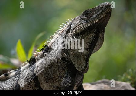 Un maschio adulto, Black Spiny-tail Iguana (Ctenosaurua similis), di Quintana Roo, Messico, USA. Foto Stock