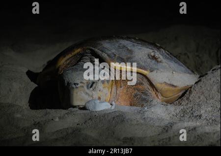 Una tartaruga di Loggerhead (Caretta caretta) che scava il suo nido sulla riva caraibica della penisola dello Yucatan. Foto Stock