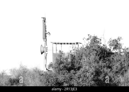 Scimmie vervet su una stazione base di telefoni cellulari nel Parco Nazionale delle Cascate di Augrabies. Monocromatico Foto Stock