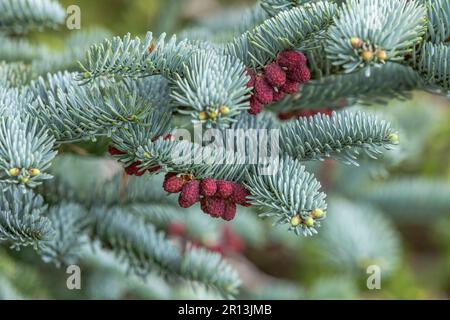 Abies Procera. (Abete rosso). L'immagine è un primo piano degli aghi di pino e dei piccoli coni di polline rossi. Foto Stock