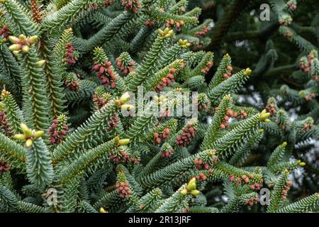 Abies pinsapo Fastigiata. Una conifera sempreverde in rapida crescita. Noto anche come abete spagnolo blu o abete di riccio. Foto Stock