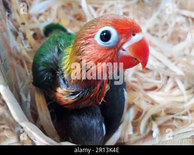 L'lovebird del violino del bambino osserva la macchina fotografica come è molto curioso quando nidificano in una gabbia Foto Stock