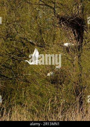 Piccola gretta (Egretta garzetta) che decolora dal suo nido all'interno di una colonia di Willow Trees, Magor Marsh, Gwent Levels, Monmouthshire, Galles, Regno Unito, aprile. Foto Stock