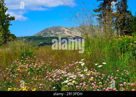 Pittoresca glade di montagna in fiore con trifoglio rosa, margherite bianche e diversi fiori selvatici ed erbe su sfondo di montagna sfocato. Estate soleggiata Foto Stock