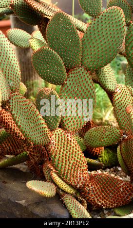 Un Cactus di Prickly Pear. Foto Stock