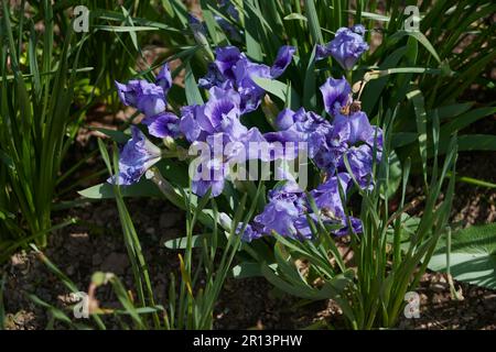 Nana iris fiori, Purple Gem anche conosciuto come Pygmy Iris, (Iris pumila) Foto Stock