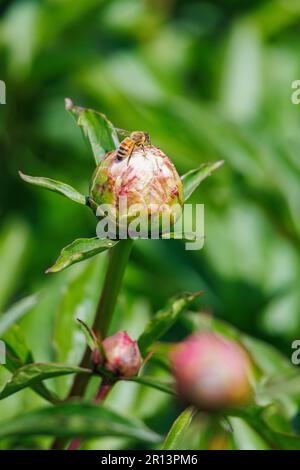 Macro fotografia di ape su un fiore Foto Stock