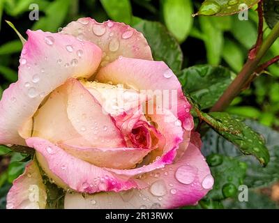 Una vivace immagine closeup di una rosa singola, coperta da gocce d'acqua scintillanti Foto Stock