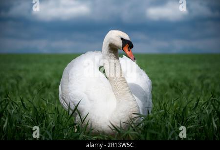 Un cigno seduto su un vasto prato nell'erba. Foto Stock