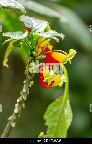 Impatiens niamniamensis, nome comune Congo cockatoo, pappagallo impatiens o semplicemente pappagallo pianta, è una specie di pianta fiorita della famiglia Balsaminac Foto Stock