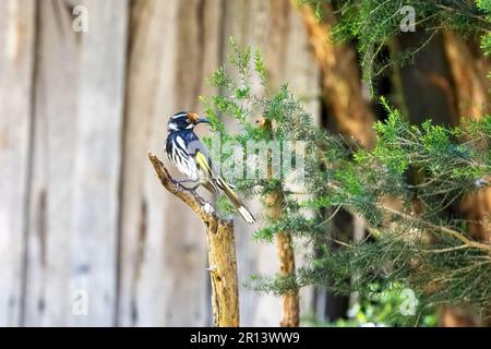 Un honeyater New Holland, Phylidonyris novaehollandiae, arroccato in un albero. Tasmania, Australia. Verde fogliame e legno sfondo con spazio per il testo. Foto Stock