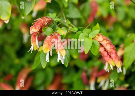 La Justicia brandegeana, conosciuta anche come pianta di gamberi, è un arbusto tropicale sempreverde con bracche da rosse a rosa e fiori bianchi che assomigliano ai gamberi Foto Stock