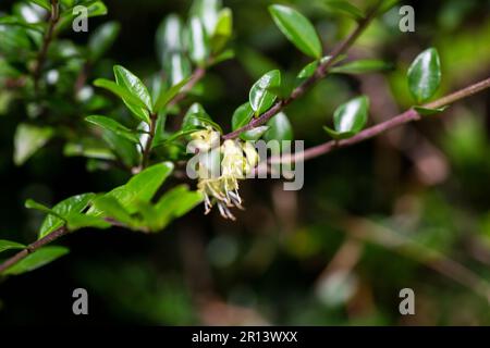 Fiori gialli di Lonicera nitida arbusto fuoco selettivo Foto Stock