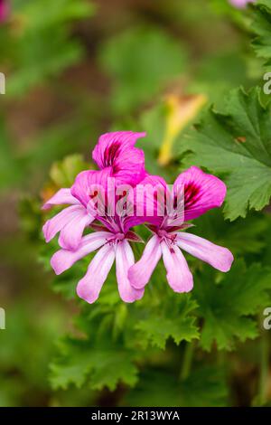 Pelargonium graveolens i nomi comuni includono geranio di rosa, geranio profumato dolce, geranio di rosa vecchio modo e geranio di rosa-profumo Foto Stock