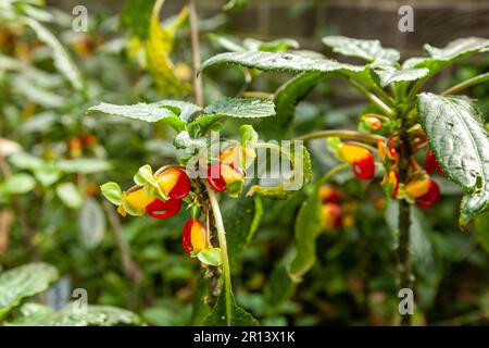 Impatiens niamniamensis, nome comune Congo cockatoo, pappagallo impatiens o semplicemente pappagallo pianta, è una specie di pianta fiorita della famiglia Balsaminac Foto Stock